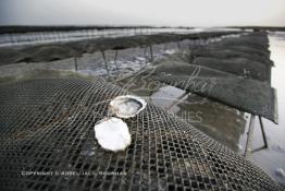 Image du Maroc Professionnelle de  À partir de 2004, la baie de Dakhla qui dispose de l’écosystème le plus adapté à l’élevage d’huîtres a connu l'installation de plusieurs projets ostréicoles productifs. Les premières fermes ostréicoles se sont installées en 2002 dans la région, devenue ces dernières années la plus productrice du pays avec 280 tonnes d’huîtres par an et un millier de personnes employées.  Mardi 21 Novembre 2006. (Photo / Abdeljalil Bounhar)


 